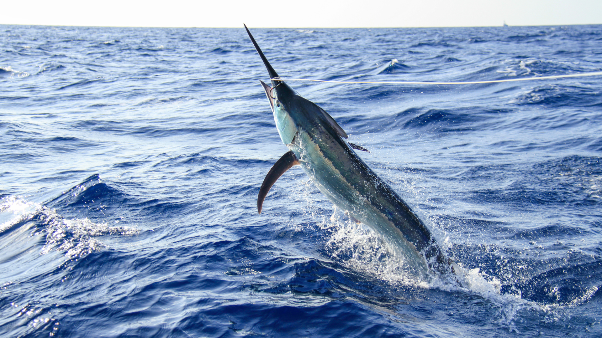 fishing tours puerto vallarta