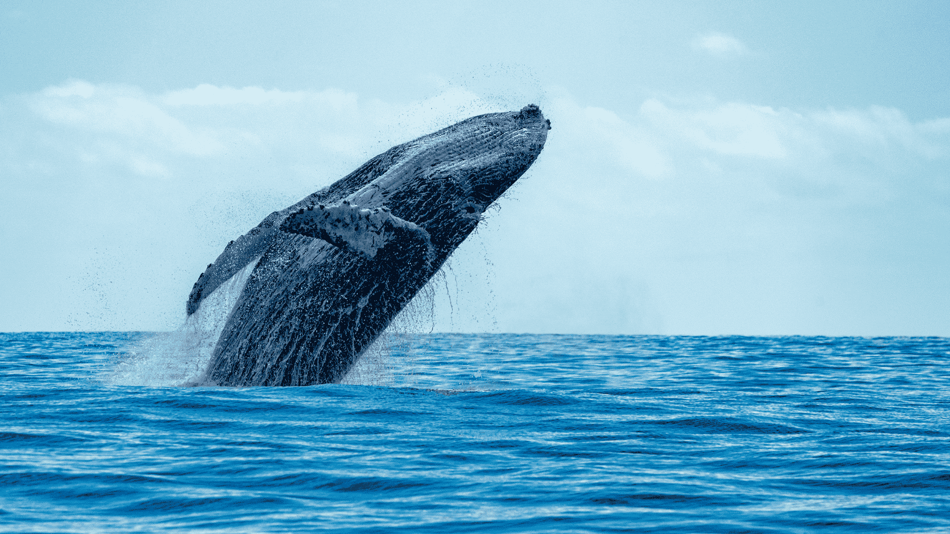 whale tours puerto vallarta